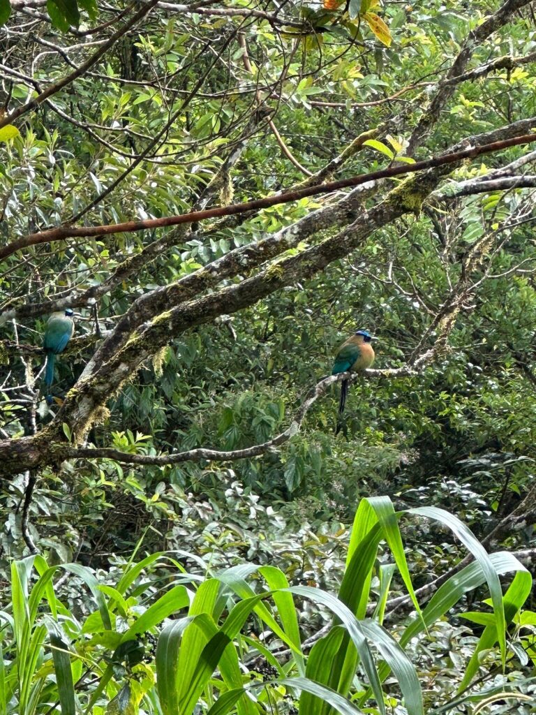 Birds spotted in the Costa Rica forest.