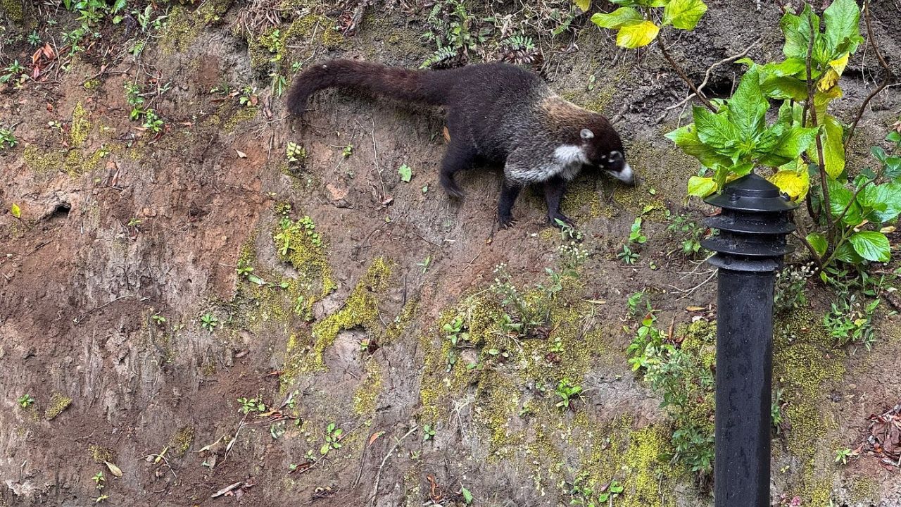 White-nosed coati walking along a rainforest hillside in Costa Rica.