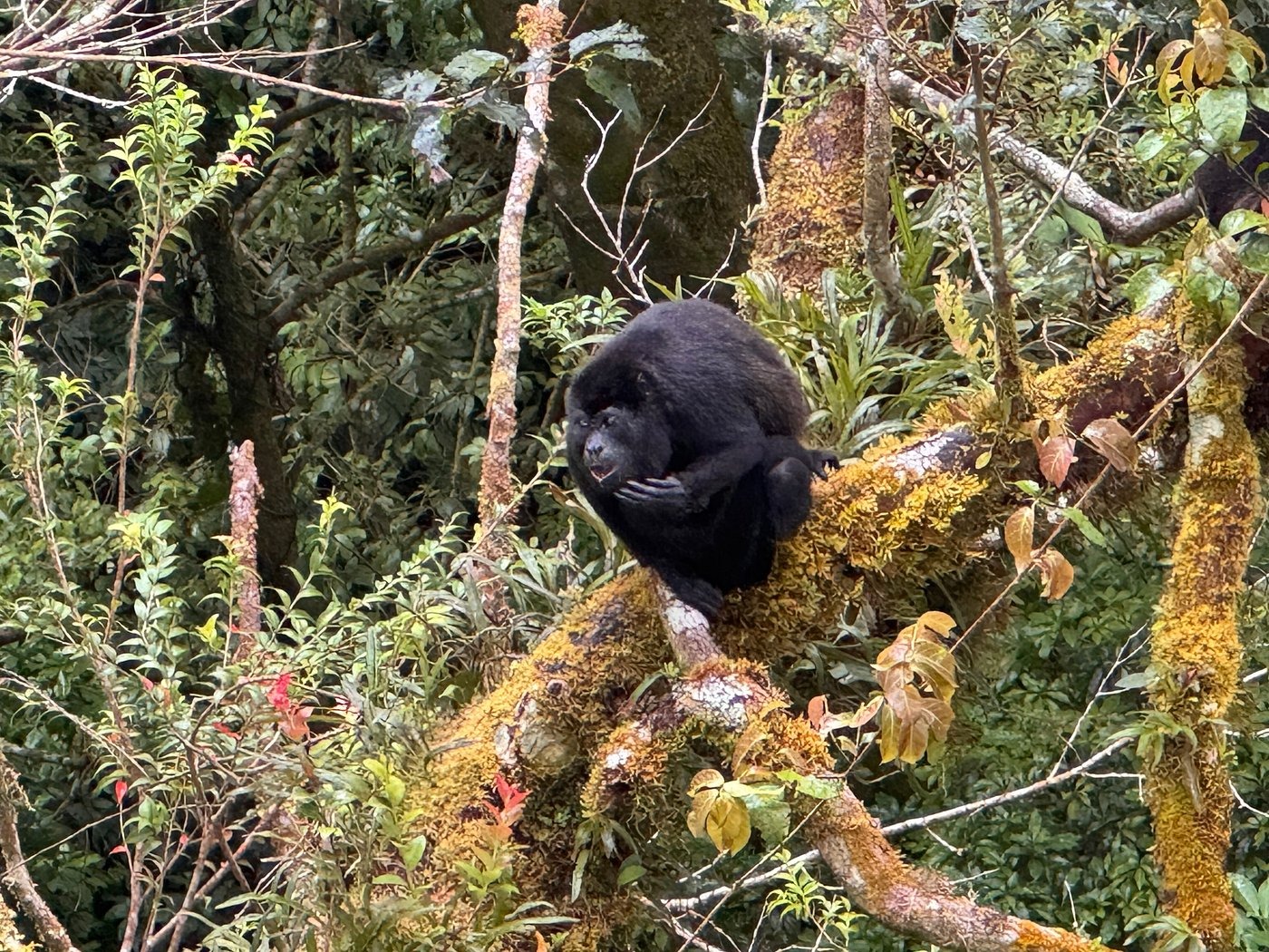 Howler monkey resting on a moss-covered tree branch in the Costa Rica rainforest.