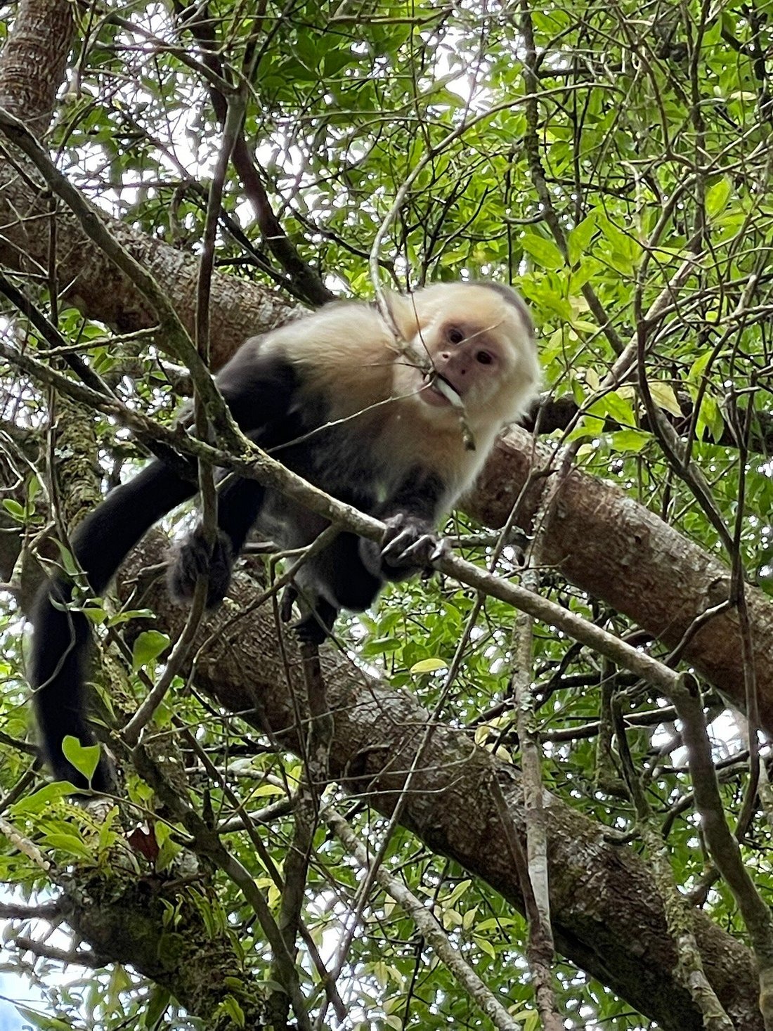Capuchin monkey climbing through the Costa Rica rainforest canopy.