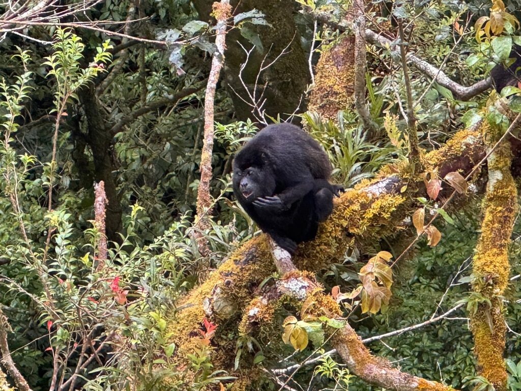 Black monkey resting on a moss-covered tree branch in Costa Rica’s dense forest.