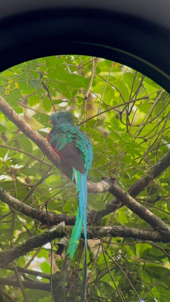 Resplendent quetzal bird perched on a branch in dense rainforest foliage.