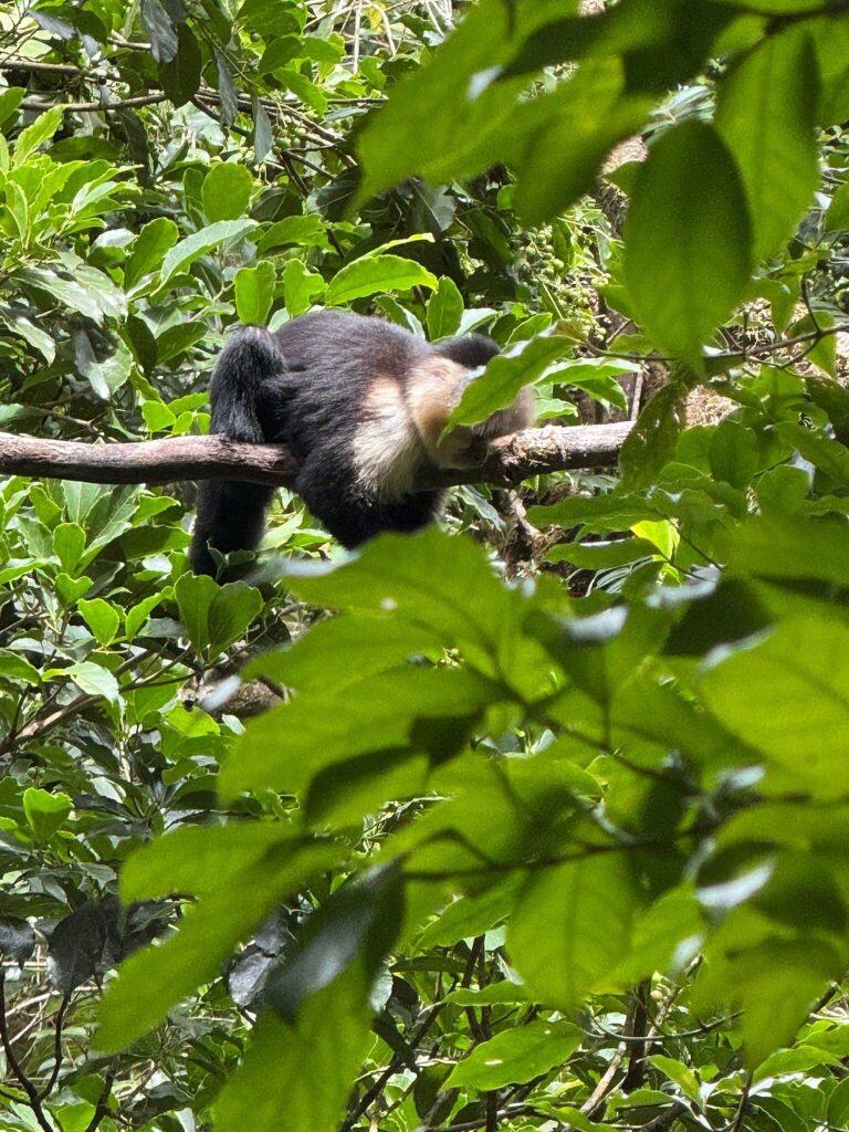 White-faced capuchin monkey resting on a tree branch surrounded by dense green rainforest foliage.