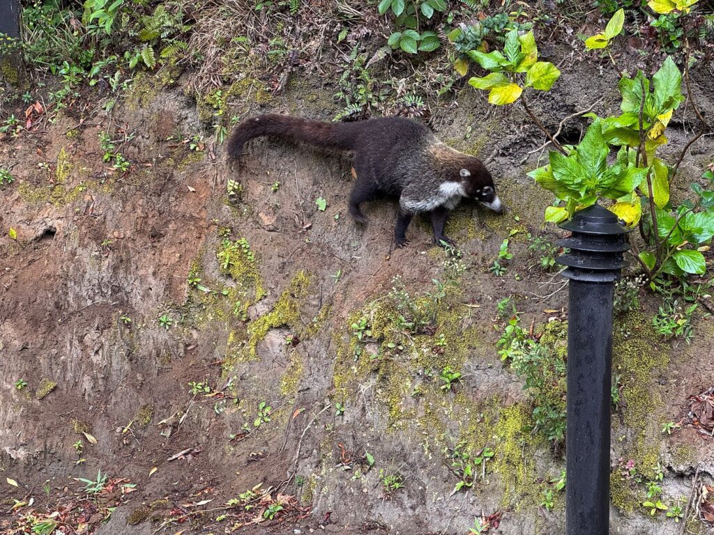 White-nosed coati walking along a mossy forest slope surrounded by green vegetation.